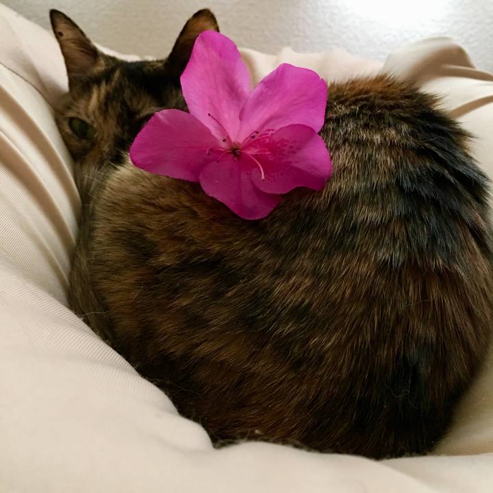 6ee257fd 7b8e 4efa 8740 ba76dcad32f9 1526655540585