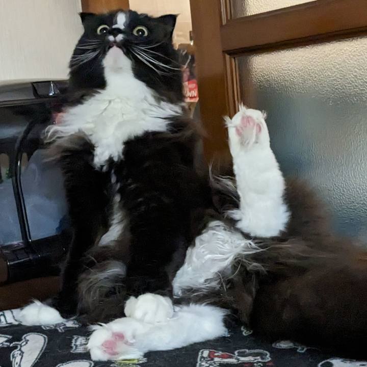 6ee4af13 37f9 485d a85e a1787a1d8e00 1707563260230