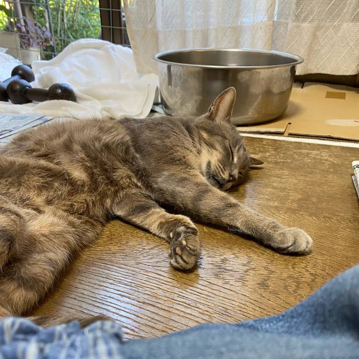 6ee6c5e2 adee 495f 8dd0 8b018622a518 1627813800258