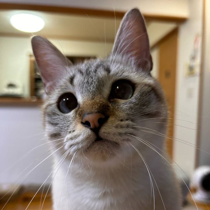 6ef0a312 ed29 4ddc afcf 5eb33344907e 1763208248465