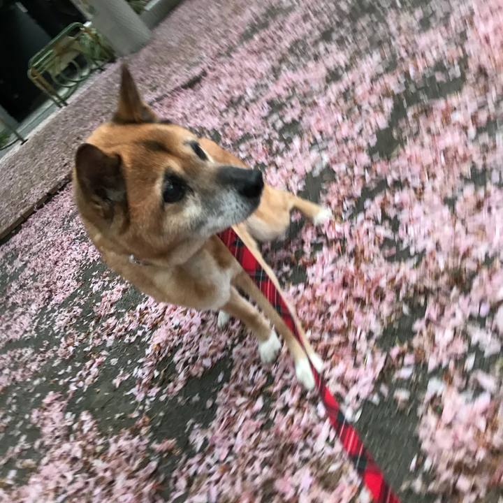 6ef1de61 cd90 42de b114 5e057a8a8886 1523783132370