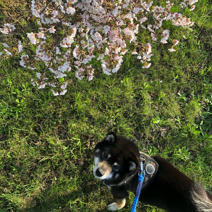 6ef267e2 b452 43fd b7a1 2ba409aa7ef9 1557020906218