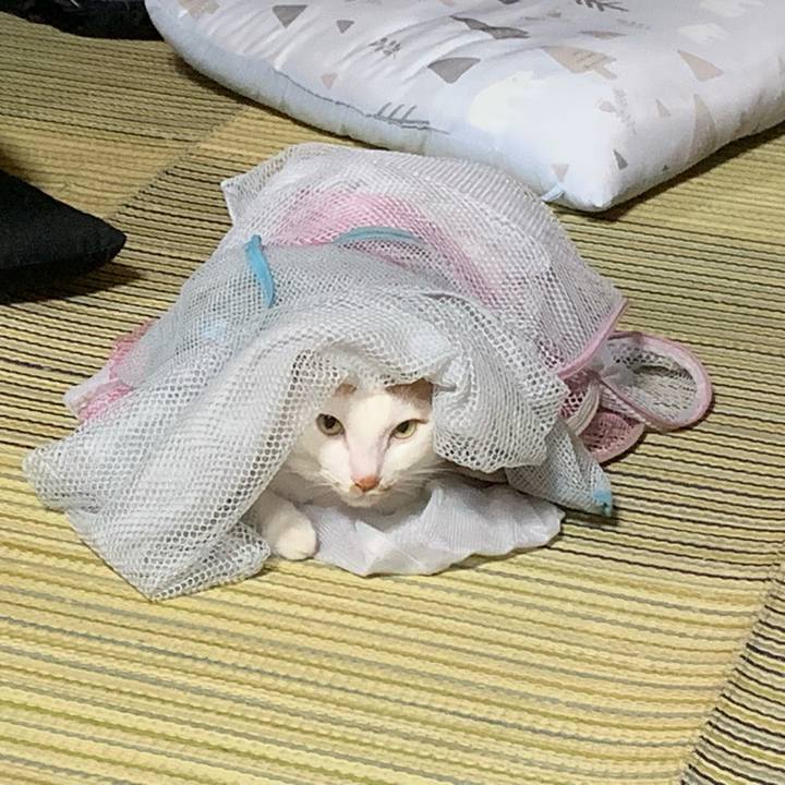 6ef5a10e 0cf2 4569 81c3 3214740bdaac 1561738673495