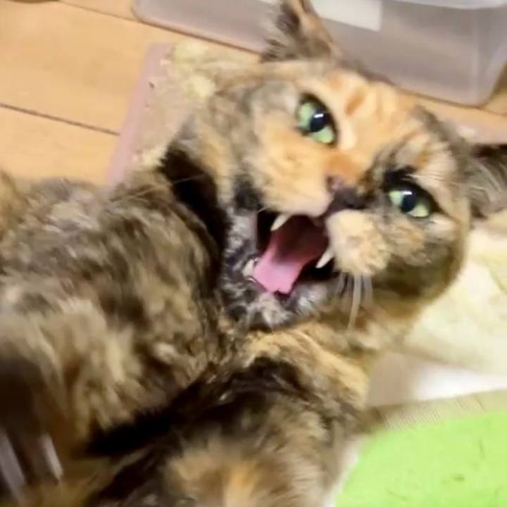 6ef81fbf 19b0 4d18 9ec7 f8489c0199ba 1736713983592