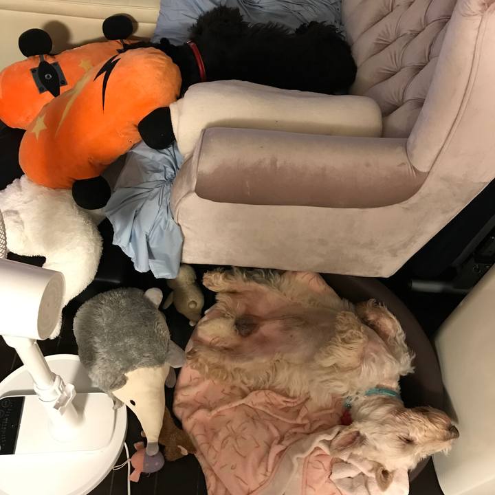 6ef8f003 5bb5 48e7 9934 00a31250445d 1534007301481