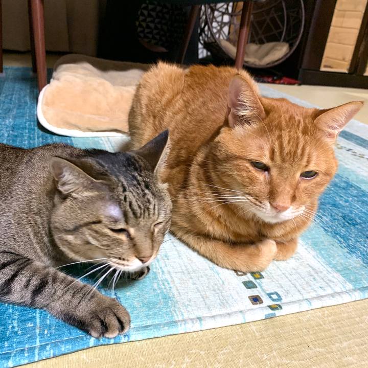 6ef8f6c1 c21c 4814 b0aa b6b5dd5ceae7 1594390034608