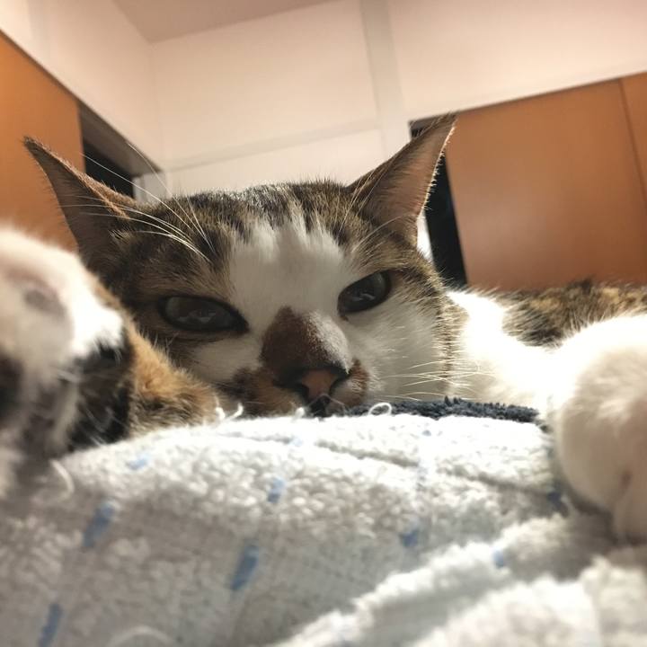 6efa4b5d ca4c 434b a415 2e05772c56ea 1513668862536