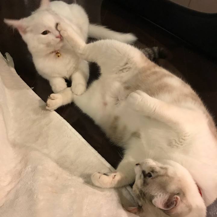 6eff99f5 8e04 4588 bf5f f97d1dbbc7a9 1511528834636