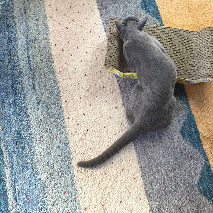 6f00ac9f 3d11 41b9 8f69 f4c96fba426e 1528672454561