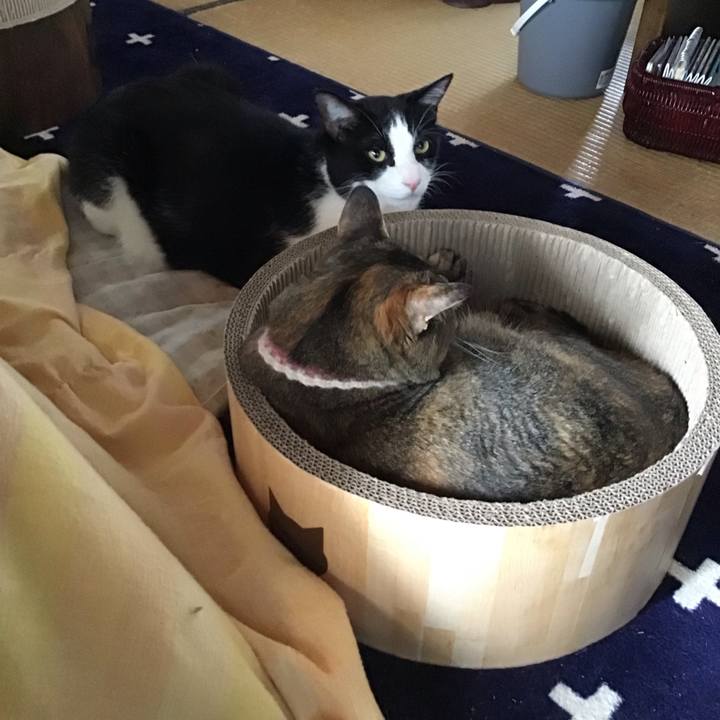 6f02c16e 781b 454c babc 95f1f4573049 1717128928509