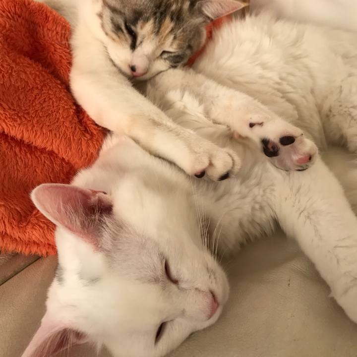 6f0445c2 608f 4efa 8091 756232338975 1514259615292