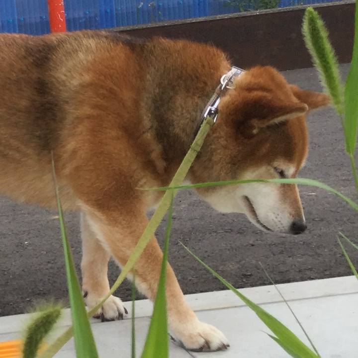 6f04aca2 3990 4d90 a66f fe232a9785a4 1591243546929