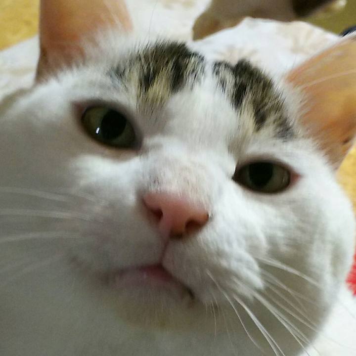 6f0a5905 5886 4c41 918b cd283015110f 1511013352145