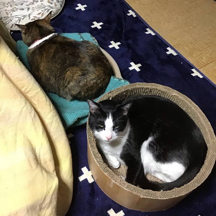 6f0a6a12 b9ec 4c7c b3fc 0e41c32f18b5 1739539166439