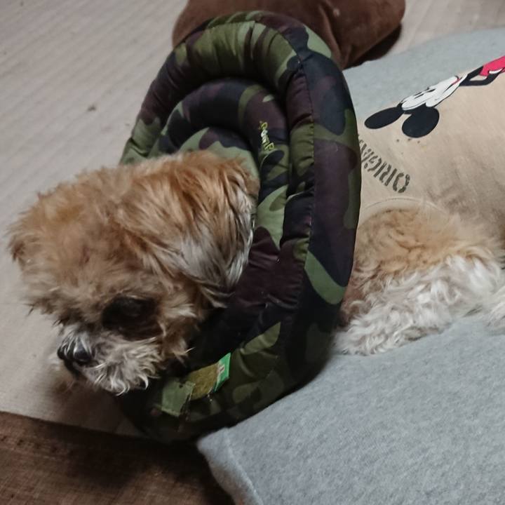 6f0c85de 5319 4606 945d dc95eac2e14d 1538042774352