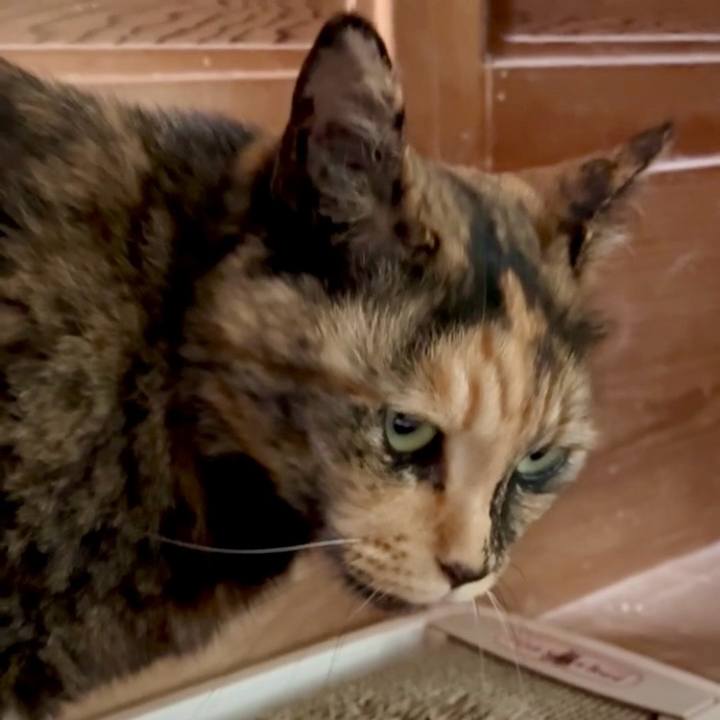 6f0d7b7d 559c 4fc5 86b9 878511dbb576 1749265175313