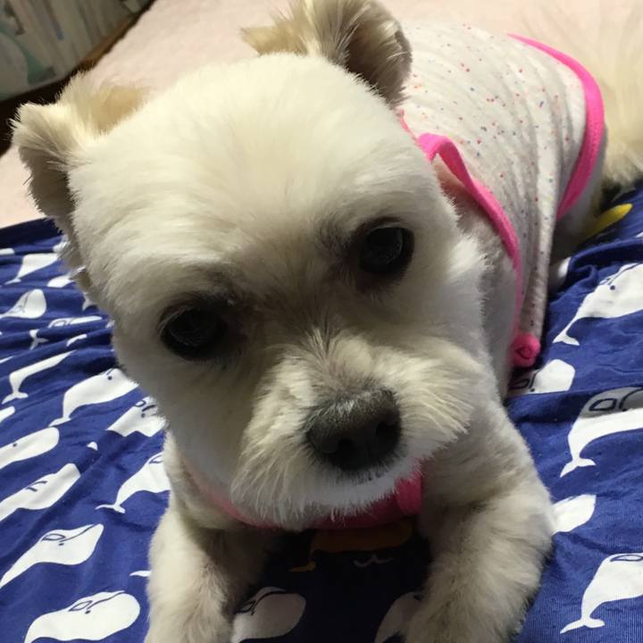 6f0f2275 27c0 4c0a 86c7 04c2cf1a6f08 1529064592822