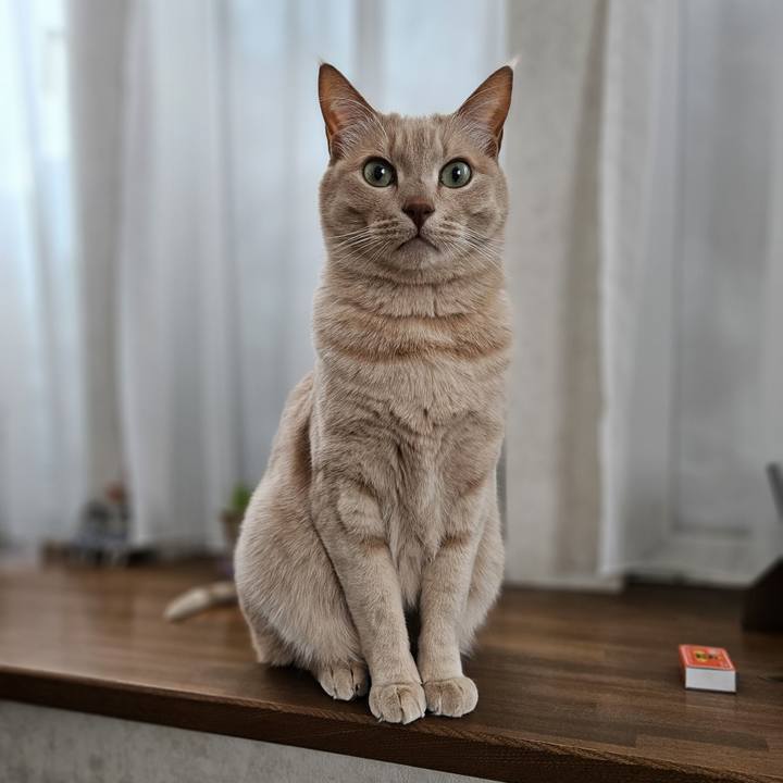 6f0ff9be 3f86 4e97 92c7 32b1a15dc9c4 1709362541645