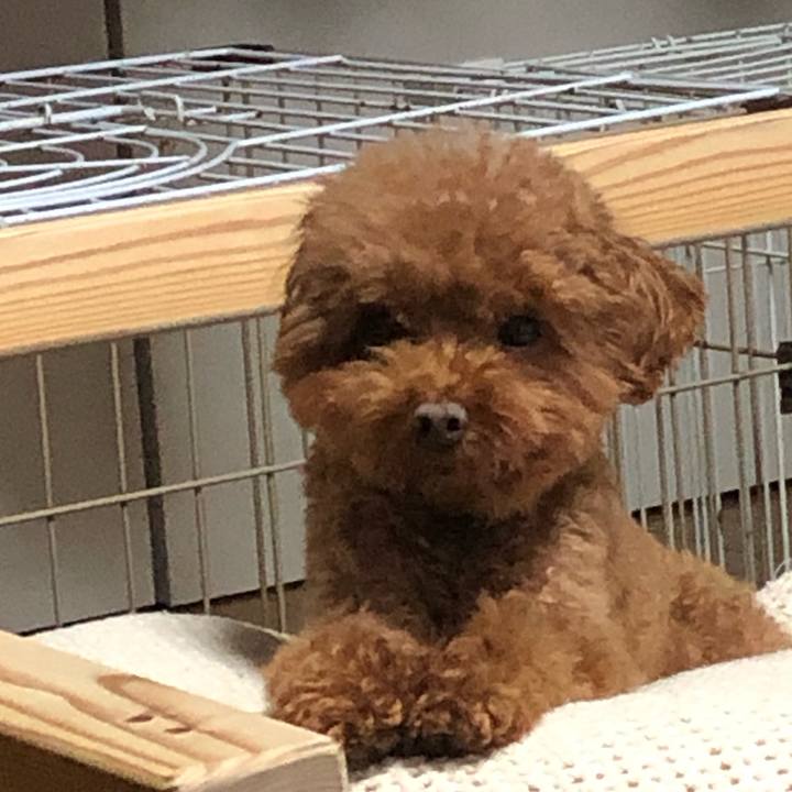 6f10938e d645 4698 a652 0f3dcfed9b5c 1572755515285