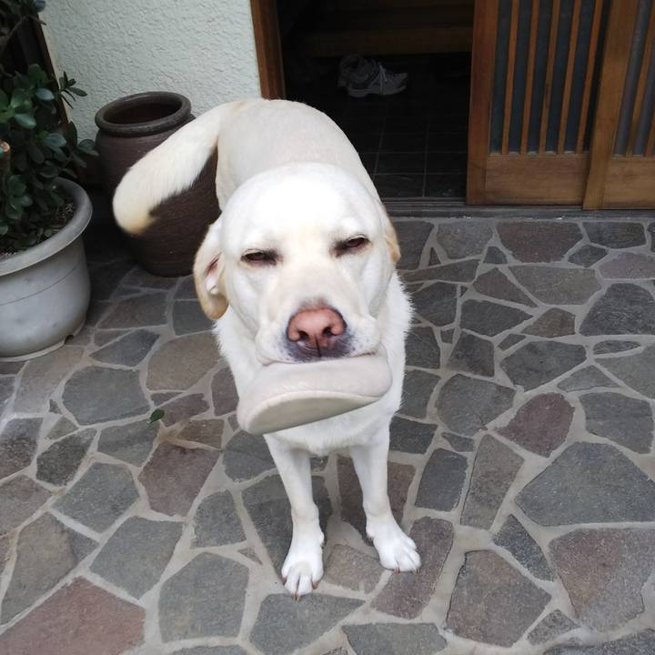 6f11d93e 071c 4d15 bd29 46c6c35c05e8 1528879235977