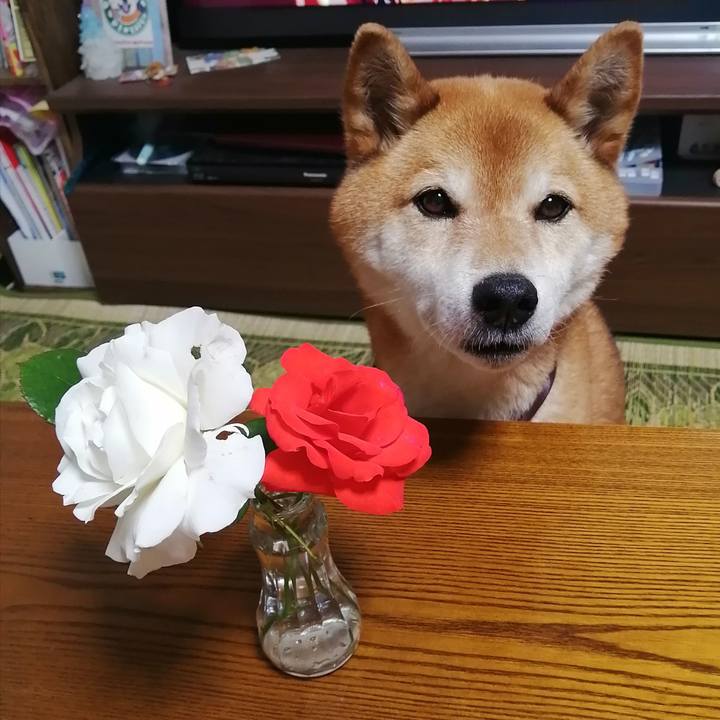 6f13a9c2 bc6e 4b28 be94 955b3924b0be 1683286405792