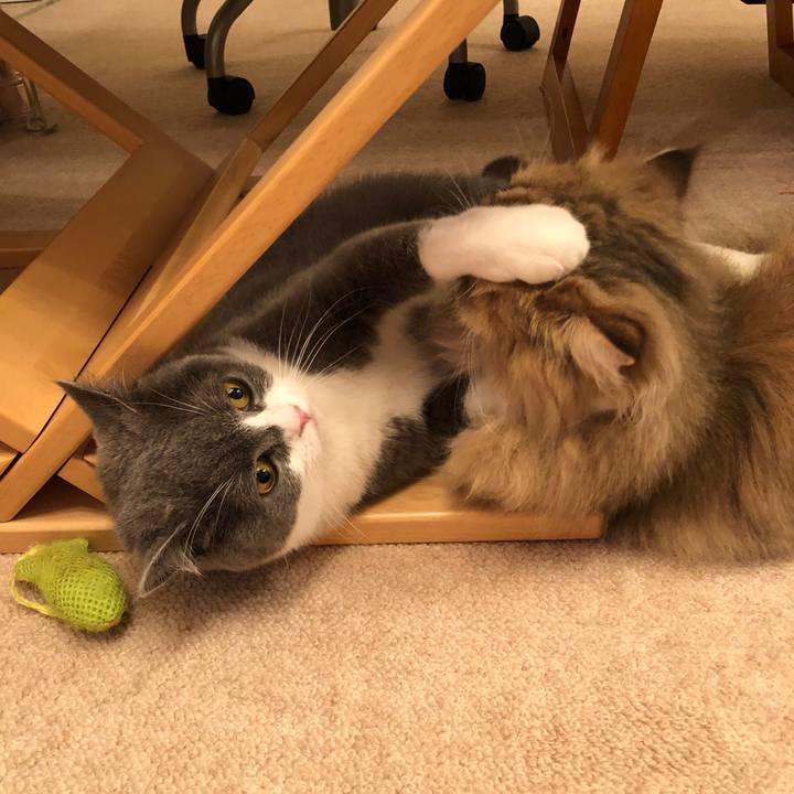 6f176b90 82e4 4ac0 819e a51592657438 1537010659272