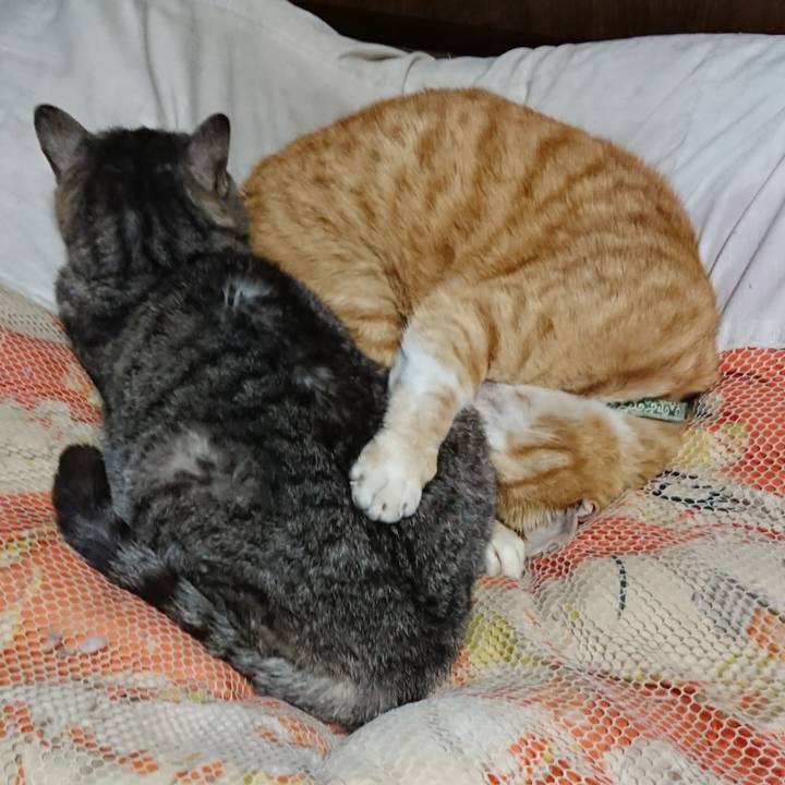 6f17e0c9 0e7b 4717 a393 35bc10b3f46f 1585056148503