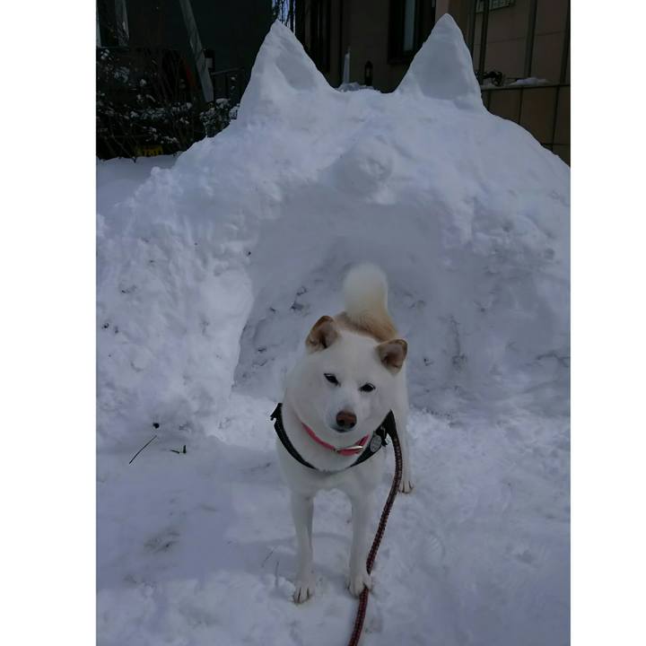 6f1b2cc9 888a 41a3 9fc3 91cfe2a4ff76 1518059860574