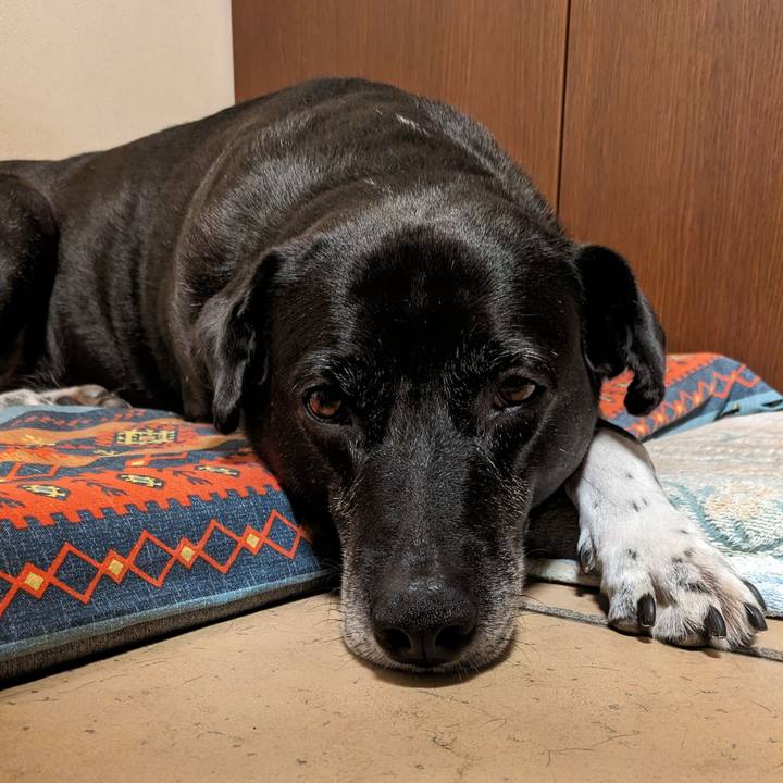 6f1c018b e0dd 4633 bc6a 65d57d0e78f8 1718708760976