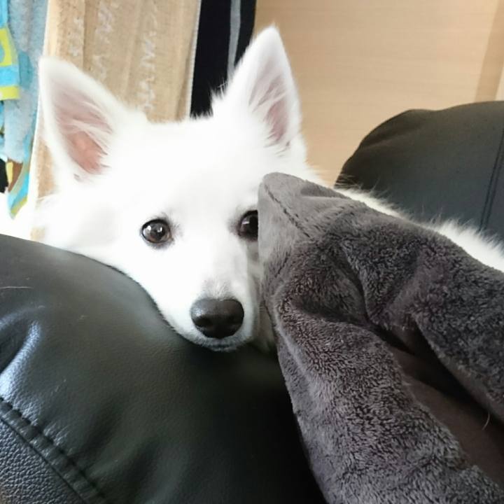 6f1c4dfe 5c17 4837 bb75 9f23a0ce8d91 1511415284766