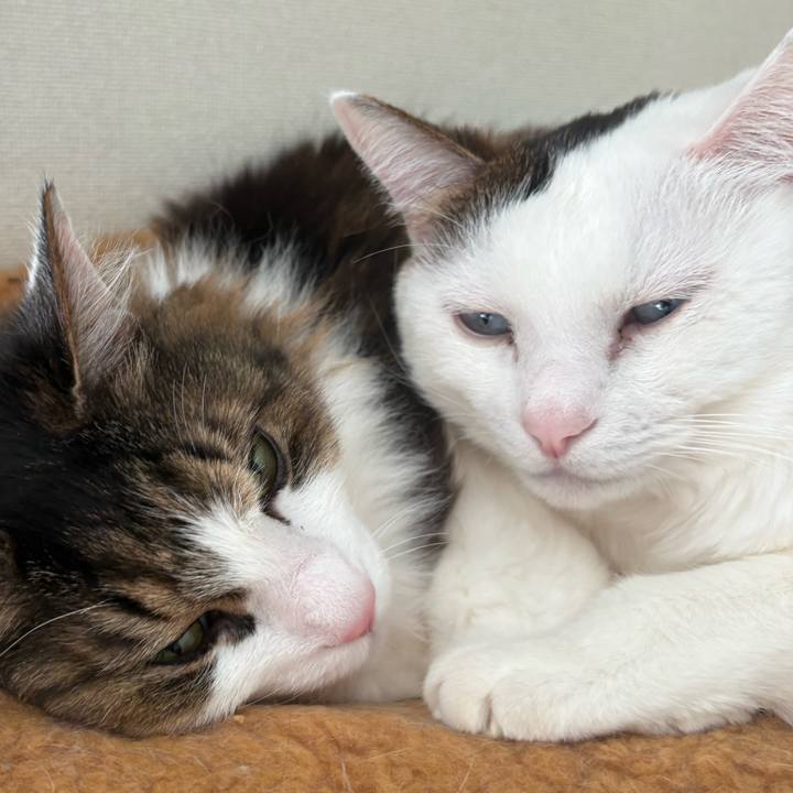 6f1c52f3 d9e9 433a 9f84 ef59d217b589 1769475936514