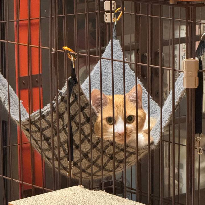 6f1e3fed 5287 4309 9806 a55c17577892 1762952519174