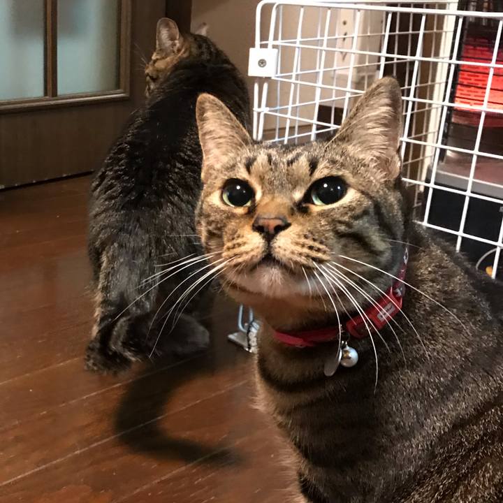 6f1e4c8c e98c 46a0 b88f 07b4fd766e0d 1551272003193