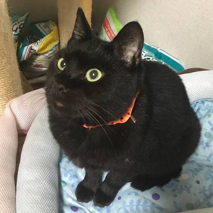 6f200bba e45c 4168 a4df a230a51b2e98 1540298656095