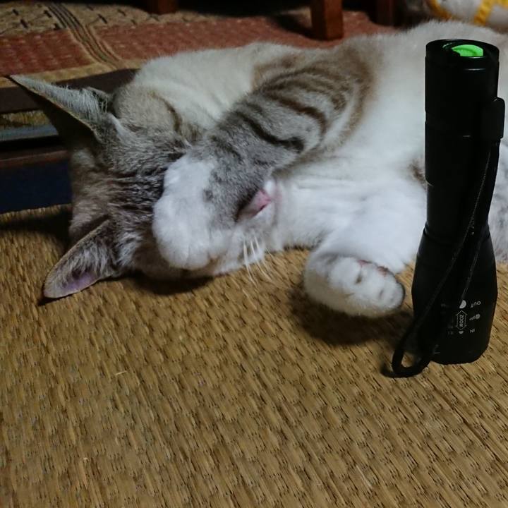 6f2595f3 61c1 41ff 948c 67da92907c60 1565788768314