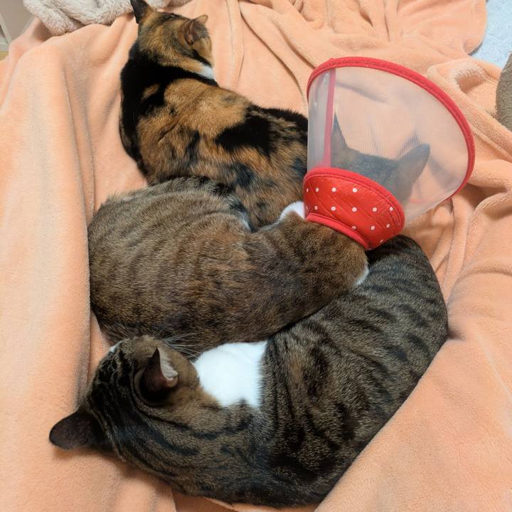 6f270401 9e73 4069 8308 3a475eeedcd4 1763027021202