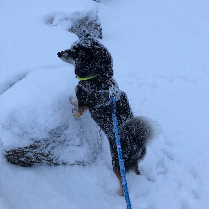 6f2721e6 33d2 4c90 89c4 349b8fa4b4de 1553634590297