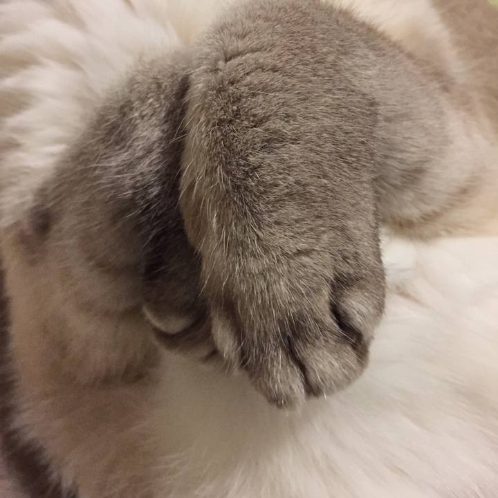 6f27442a e593 4302 a72e a91c4944e533 1554290727538