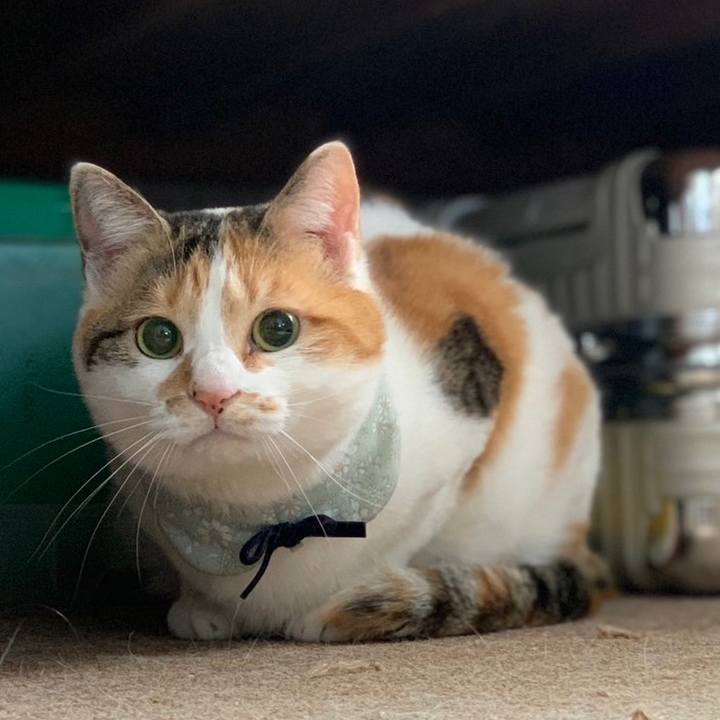 6f2af4be d4e1 4ae9 81d6 6fdeb7751910 1680383309814