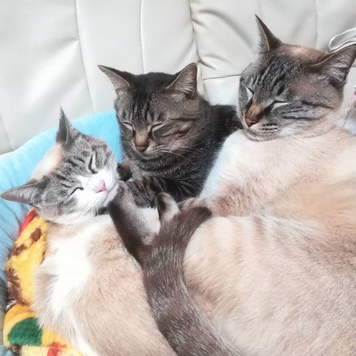 6f3306b5 06a0 419b 9645 a4ccfbb4dec7 1524830827456