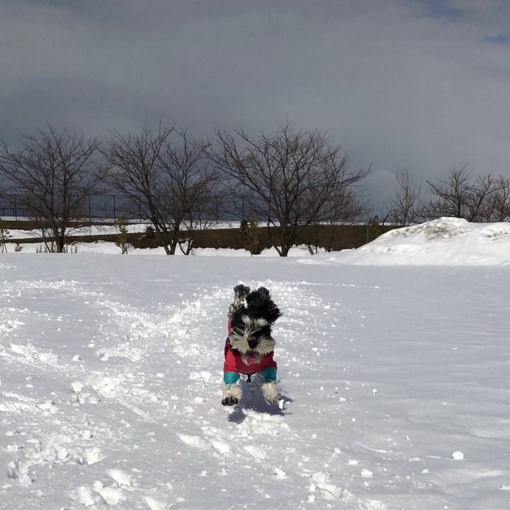 6f34a794 34cf 4c22 b4bb 79bb3927b799 1518936919642