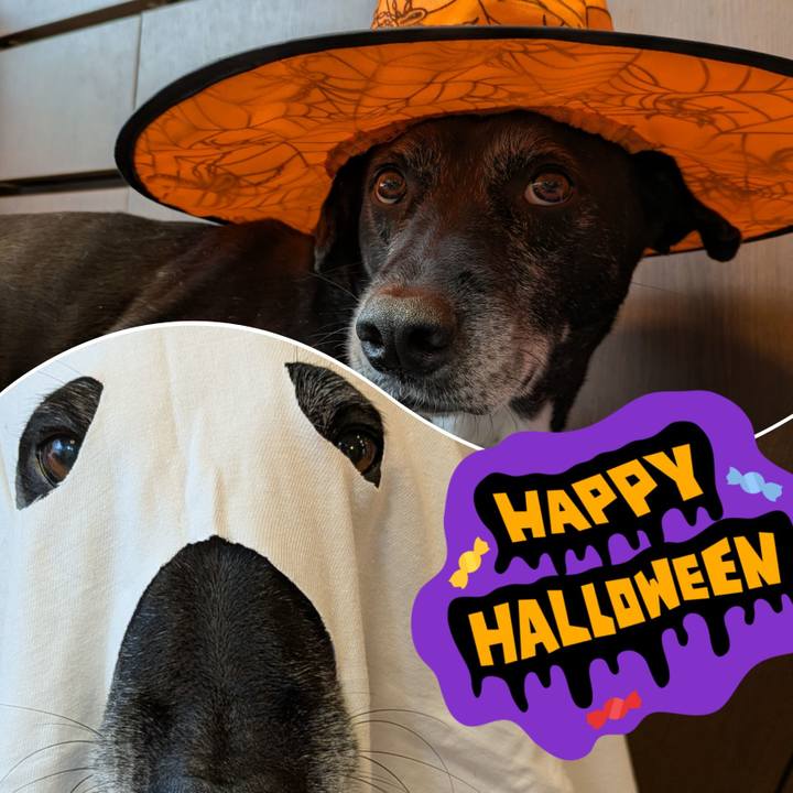 6f370735 0d3f 4698 86d8 9eb93b311c33 1761839144175