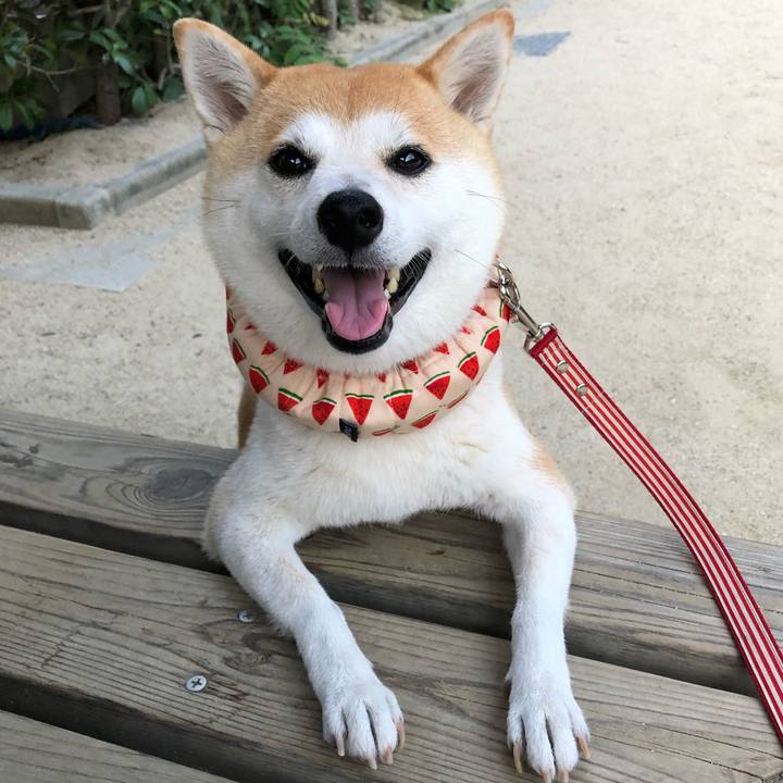 6f39a5d5 9f0c 4217 9cd9 b38382c21be6 1565732944582