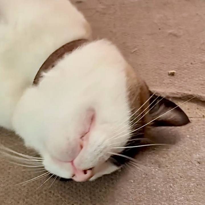 6f3a87c2 e042 4acd a88c 88366e0c4273 1751249021471