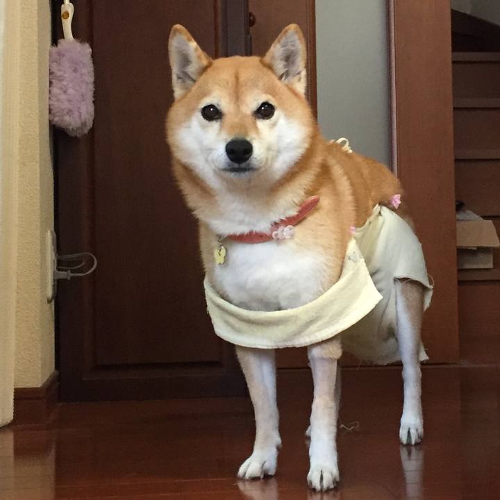 6f3fe98d a6f2 4443 b289 22c8afad665c 1540254099012