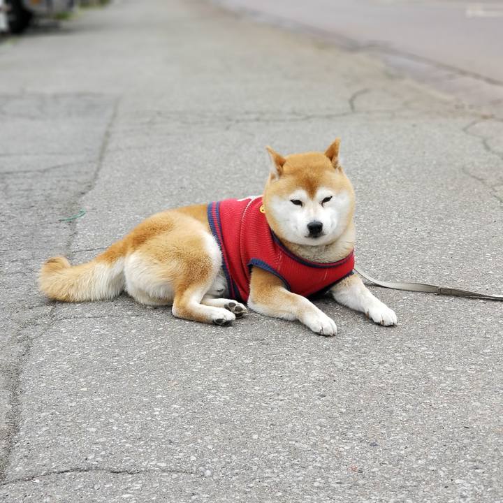 6f400ddd 3953 4050 bd74 1526c8a4f7bb 1555219772186