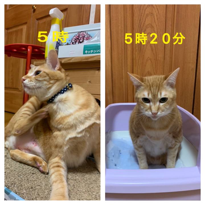 6f40df30 8743 4a7a ba2e f140965bfca2 1585659605675