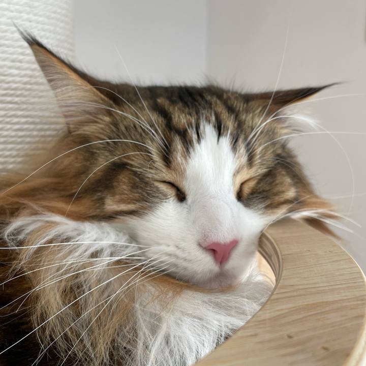 6f4124ab df07 406c b528 0519a6be139d 1677289147499