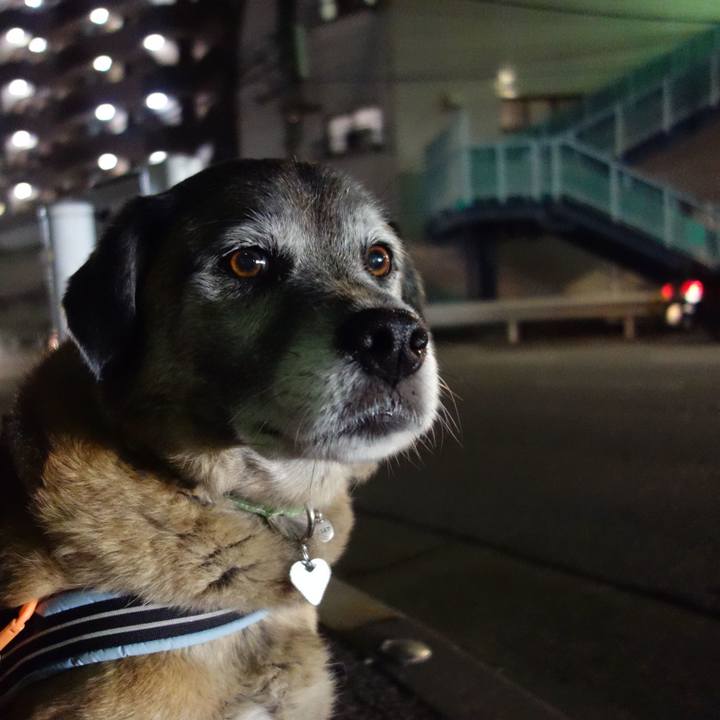 6f45a7a9 e872 45de b455 79c6de8a0c81 1551446579963