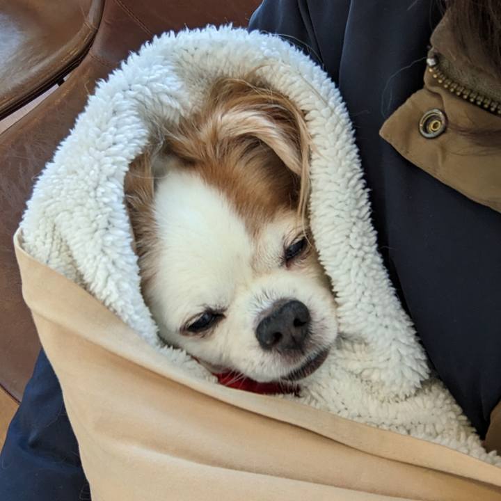 6f462bc5 ac46 4155 86f6 e97cd2fd7216 1766451740201